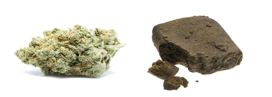 Quelles différences entre résines et fleurs de cannabis ?
